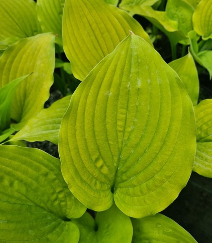 Hosta coast - hosta, plantain