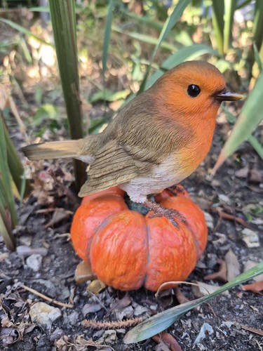 Robin pumpkin autumn decor - autumn,