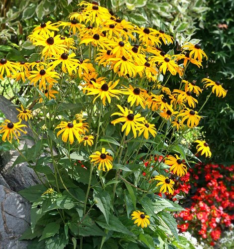 Rudbeckia goldsturm 9cm - rudbeckia,