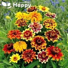 OLD MEXICO DWARF ZINNIA -