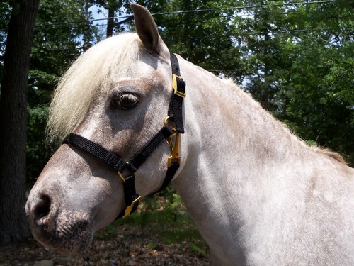 Miniature horse adjustable - horse,