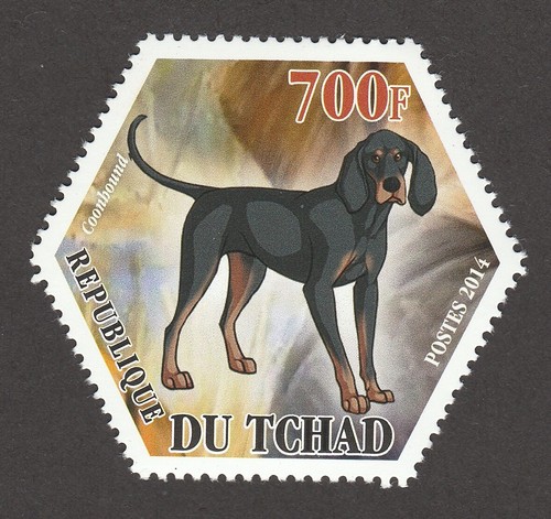 Black tan coonhound - tan,