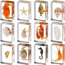 12 Pcs Insect Specimens Real