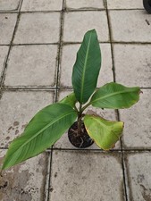 Large Musa Basjoo Fully Hardy