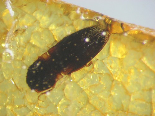 Pliocene amber kenya africa - amber,