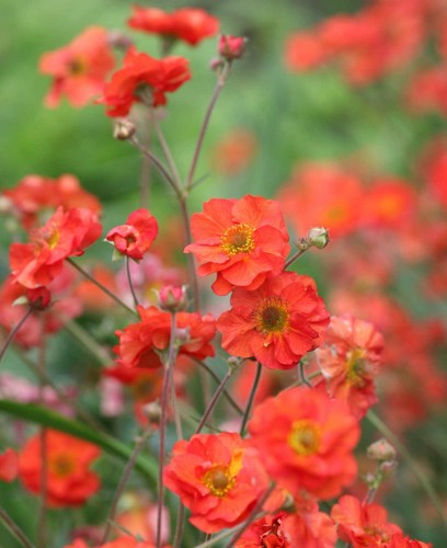 Geum totally - geum, ‘totally