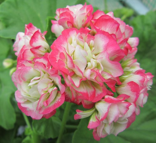 Pelargonium appleblossom - pelargonium,
