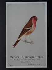Bird Theme REDPOLL BULLFINCH