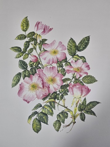 Botanical print rosa - print, of