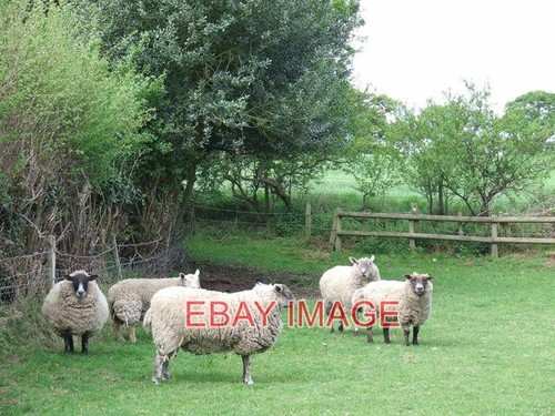 Photo sheep smallholding - sheep,