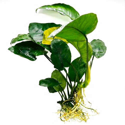 Anubias rare species live - anubias,