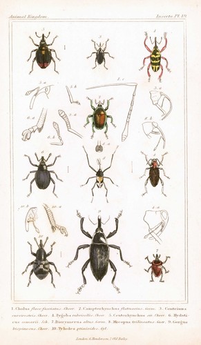 1837 insects cholux - insects,