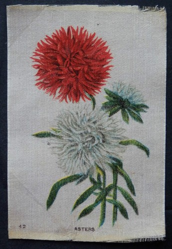 Asters garden flowers - asters, the