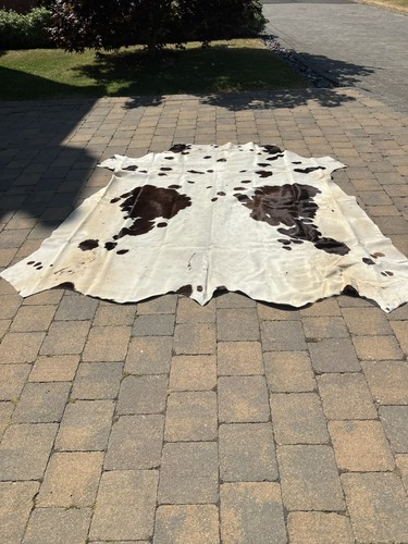 South african nguni - african, hide