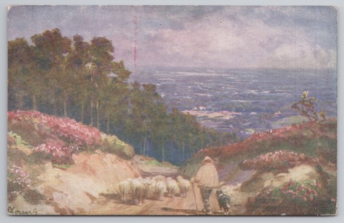 Shepherd sheep heather - shepherd,