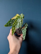 Begonia Double Dot Houseplant