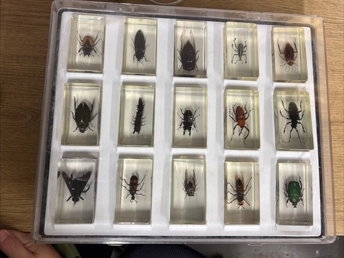 Real insects resin - insects, in