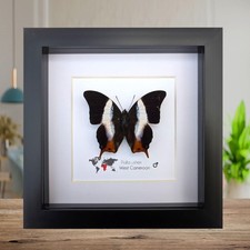 Palla usheri, ussher's palla