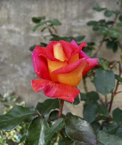 Mixed colour rose plant - 2, x