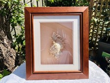 Large Framed Sea Shell Conch Shadowbox 46cm x 41cm Murex Ramosus Shell 20cm