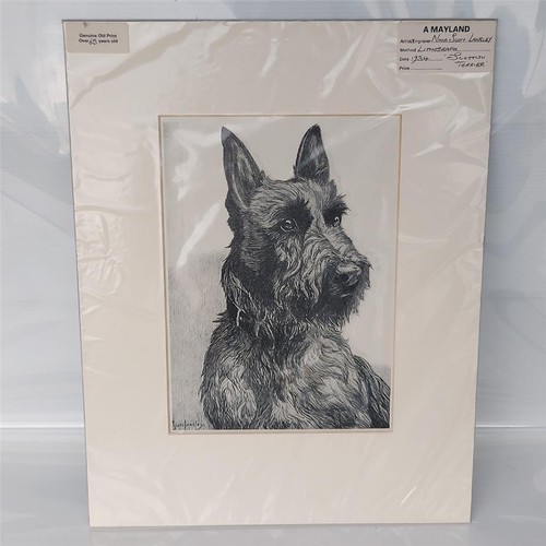 Scottish terrier vintage - scottish,