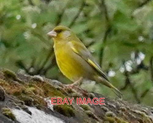 Photo greenfinch - photo,