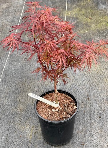 Acer palmatum scarlet - acer, 'scarlet