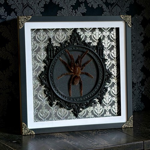 Taxidermy tarantula gothic - taxidermy, in