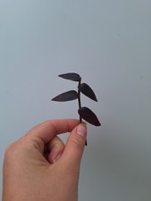 1 Pc Tradescantia Jose Puig