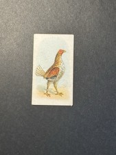 Fighting Cocks Cigarette Card (no 6)  Game Fowl