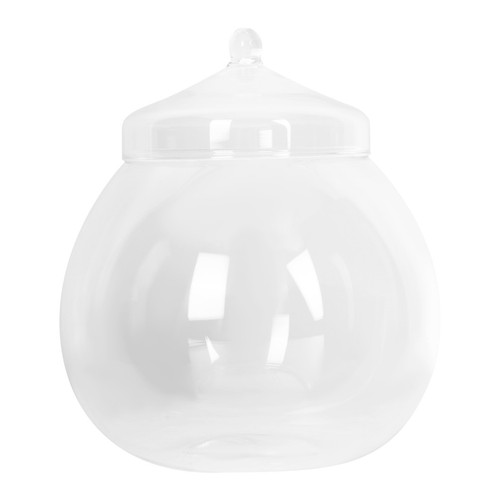 Glass plant terrarium - plant,