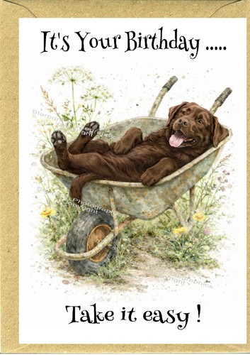 Labrador retriever chocolate - labrador,