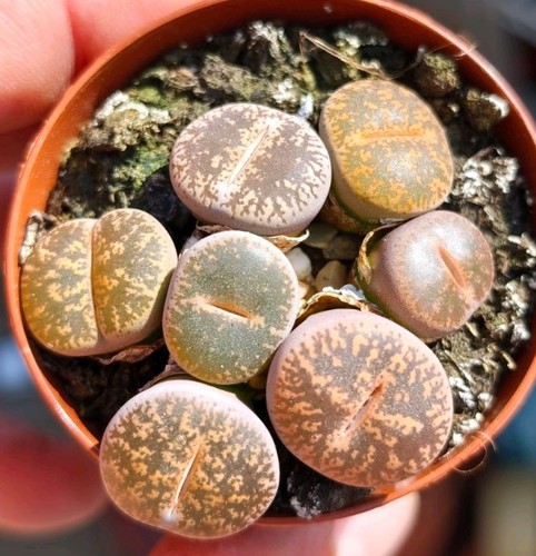 Lithops stunning - a),