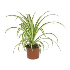 Spider Plant (Chlorophytum comosum) 40cm Tall Easy-Care Air-Purifying Houseplant