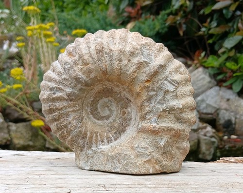 Large fossil ammonite - large,