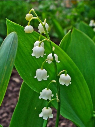 Lily the valley - lily, of