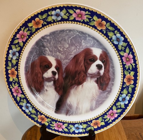 Rabart cavalier king charles - cavalier,
