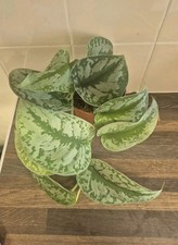 Scindapsus Pictus Exotica Treubii | Trebie | Silver Satin Rare | 12cm Pot 