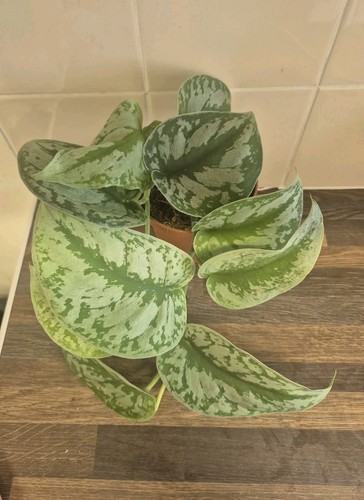 Scindapsus pictus exotica - scindapsus,