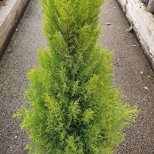 Monterey cypress conifer plant - cypress,