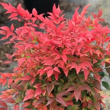 1 Gulf Stream Heavenly Bamboo