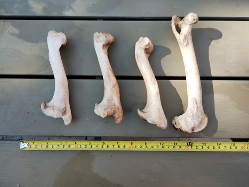 Fallow deer bones - deer, (leg
