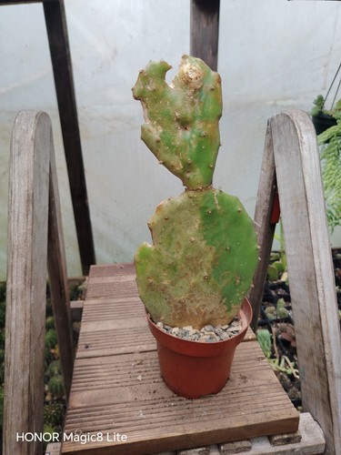Opuntia gomei old mexico - gomei, 'old