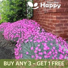 CHEDDAR PINK 150 seeds -
