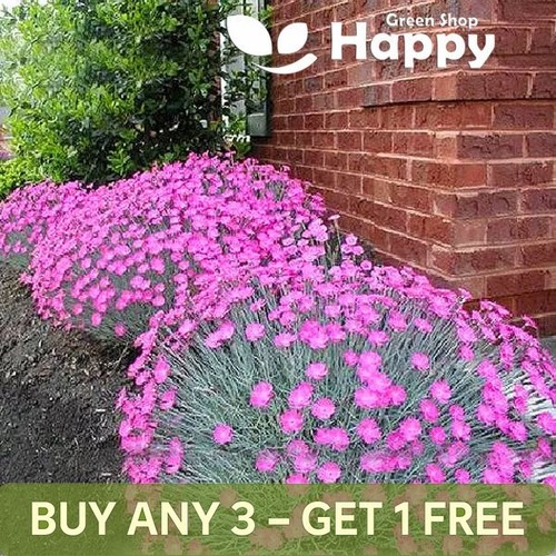 Cheddar pink 150 seeds - 150,