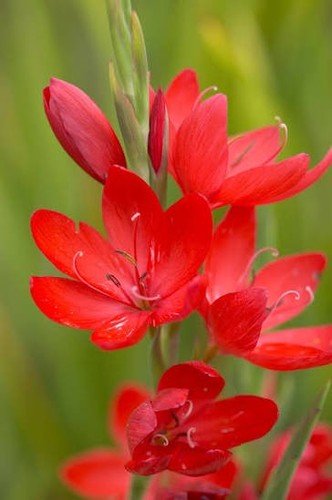Crimson flag lily - crimson,