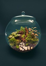 Large Globe Terrarium Kit