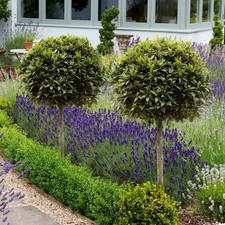 Pair of Bay Tree Standard