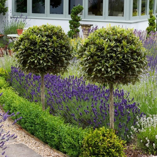 Pair bay tree - of,