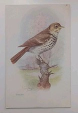Vintage Postcard - Thrush  